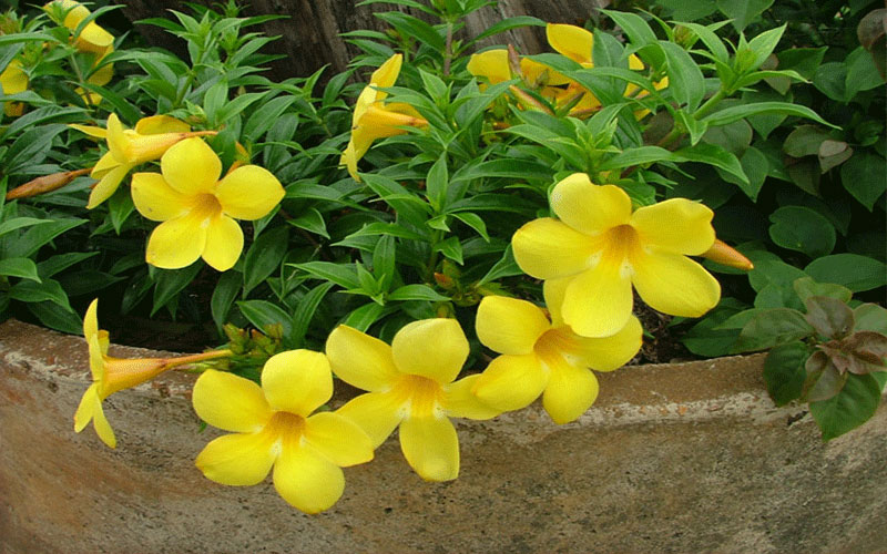 GARDEN CENTER CAPE CORAL and LANDSCAPERS