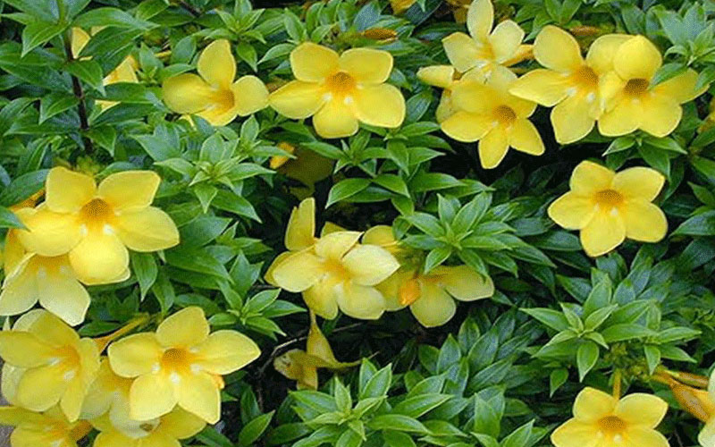 GARDEN CENTER CAPE CORAL and LANDSCAPERS