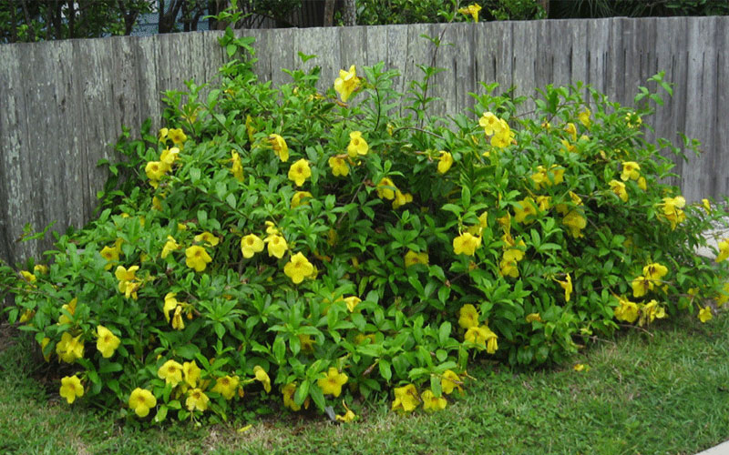 GARDEN CENTER CAPE CORAL and LANDSCAPERS