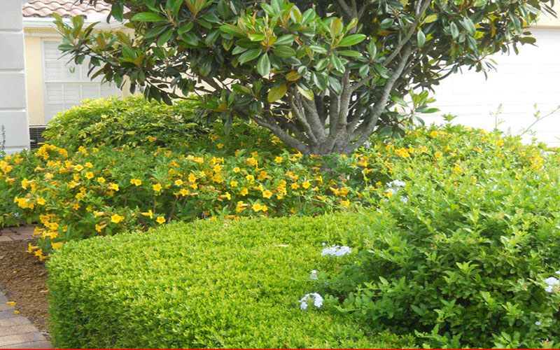 GARDEN CENTER CAPE CORAL and LANDSCAPERS