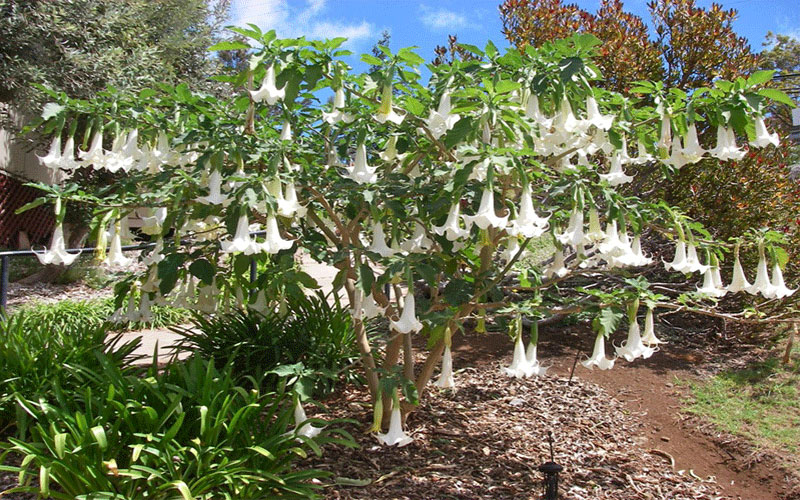 GARDEN CENTER CAPE CORAL and LANDSCAPERS