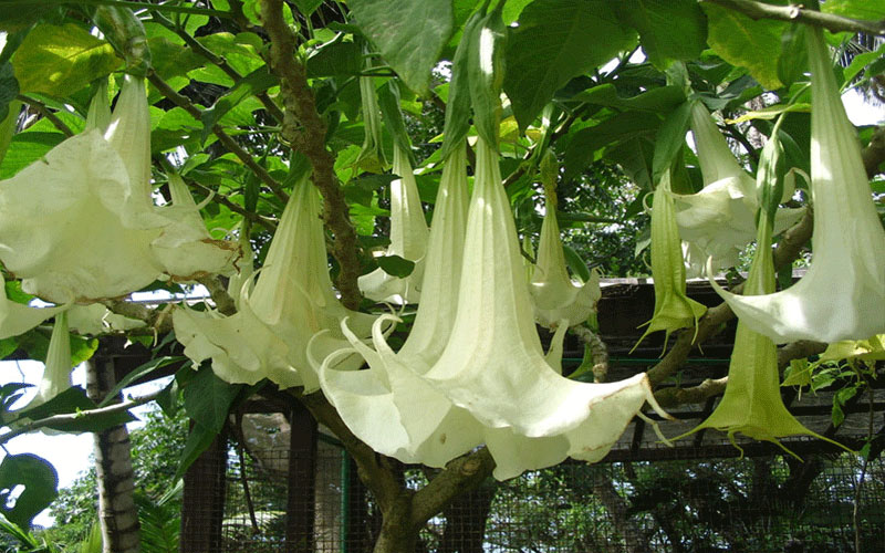 GARDEN CENTER CAPE CORAL and LANDSCAPERS