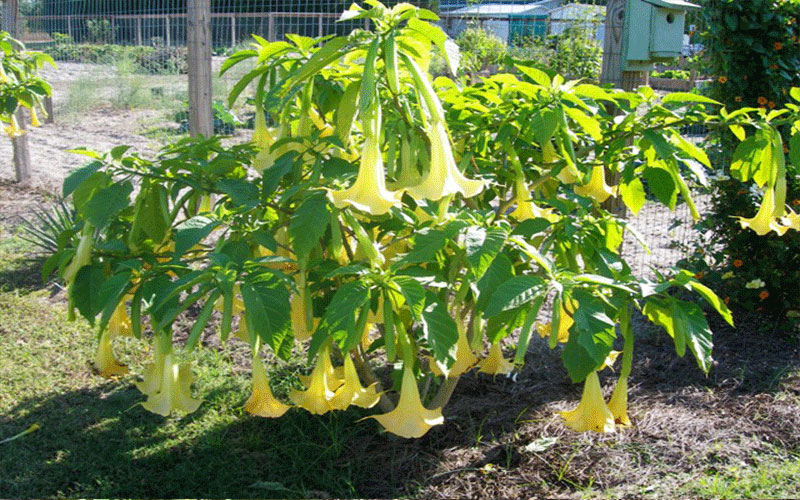 GARDEN CENTER CAPE CORAL and LANDSCAPERS