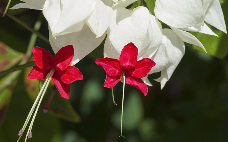 GARDEN CENTER CAPE CORAL and LANDSCAPERS
