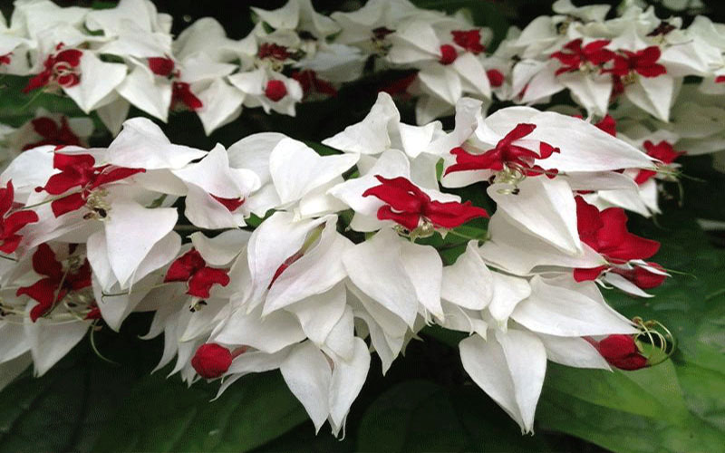 GARDEN CENTER CAPE CORAL and LANDSCAPERS