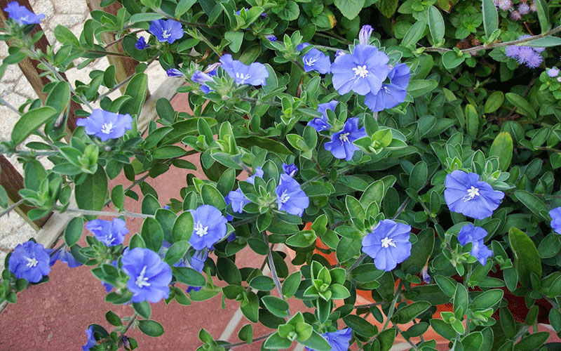 GARDEN CENTER CAPE CORAL and LANDSCAPERS