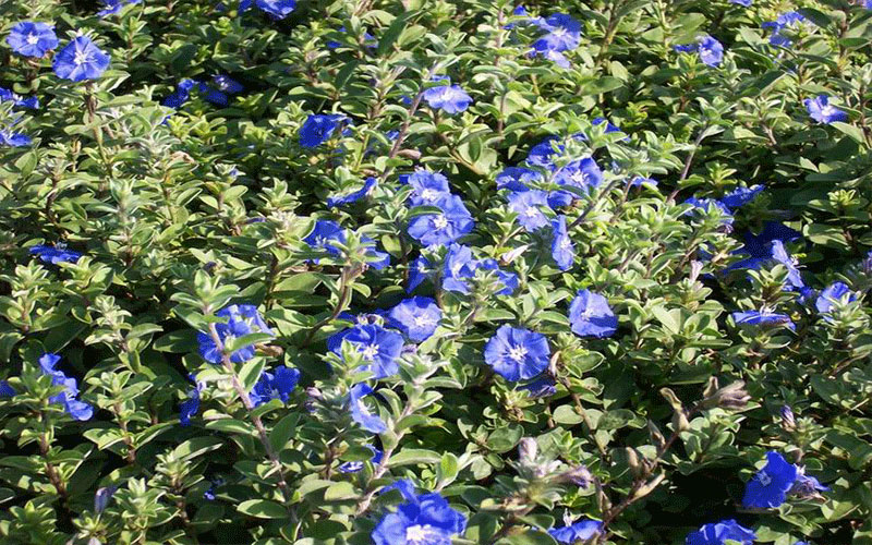 GARDEN CENTER CAPE CORAL and LANDSCAPERS
