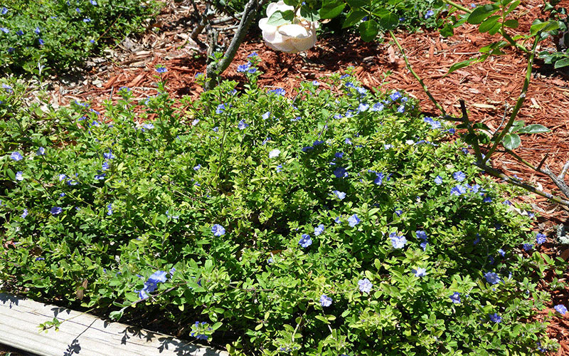 GARDEN CENTER CAPE CORAL and LANDSCAPERS