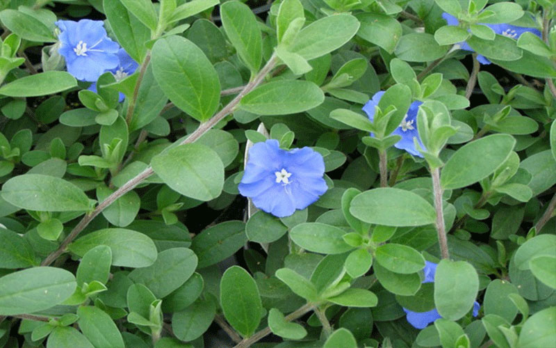 GARDEN CENTER CAPE CORAL and LANDSCAPERS