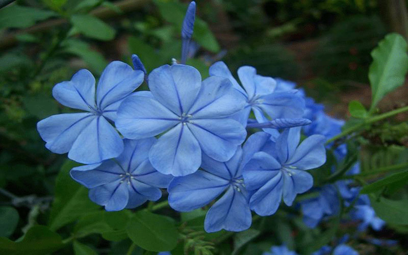 GARDEN CENTER CAPE CORAL and LANDSCAPERS