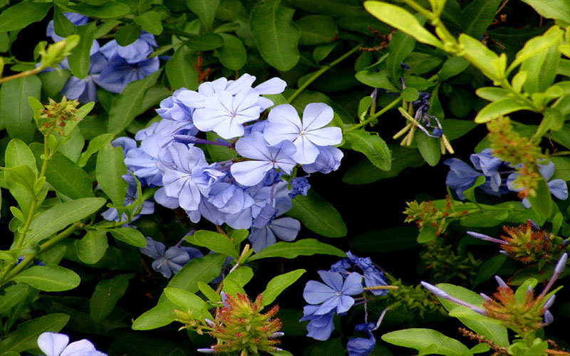 GARDEN CENTER CAPE CORAL and LANDSCAPERS