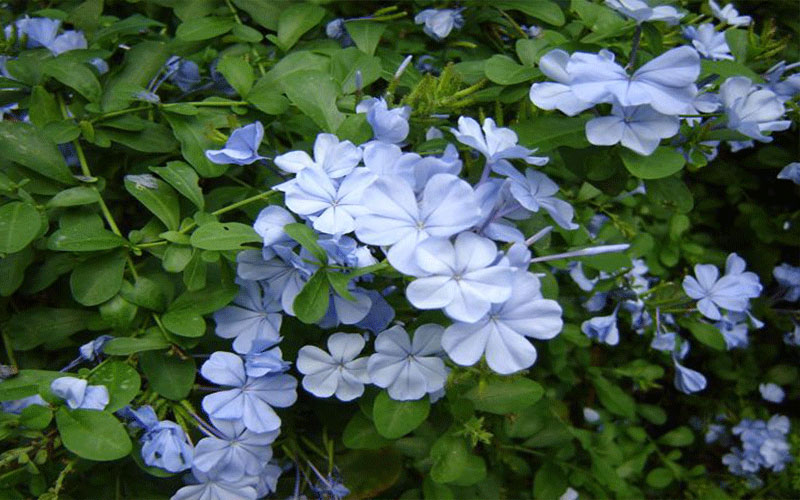 GARDEN CENTER CAPE CORAL and LANDSCAPERS