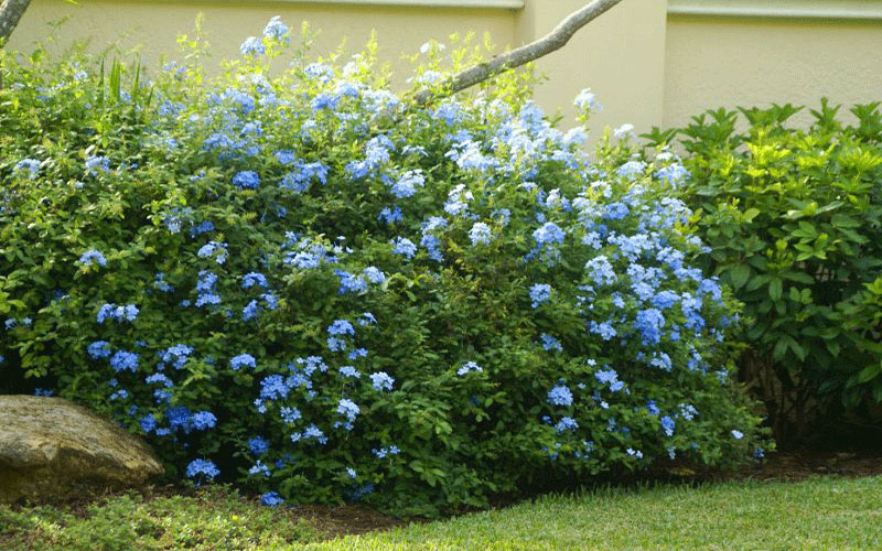 GARDEN CENTER CAPE CORAL and LANDSCAPERS