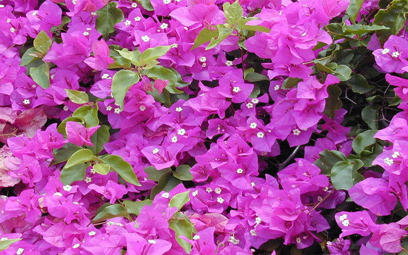 GARDEN CENTER CAPE CORAL and LANDSCAPERS