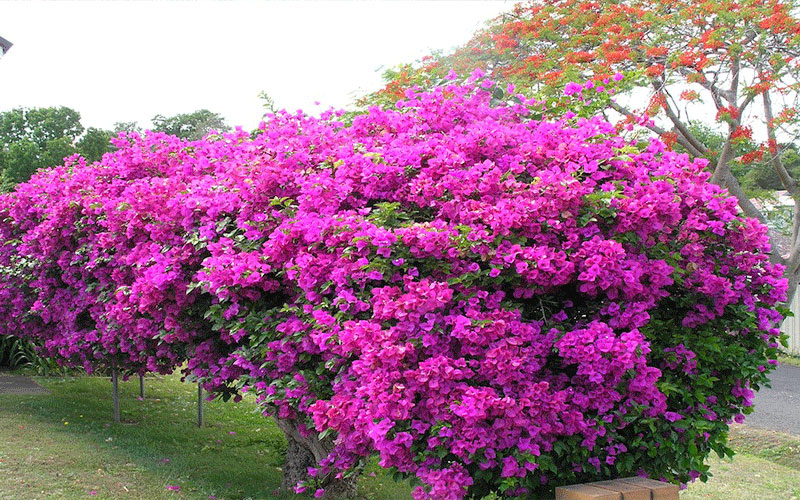 GARDEN CENTER CAPE CORAL and LANDSCAPERS