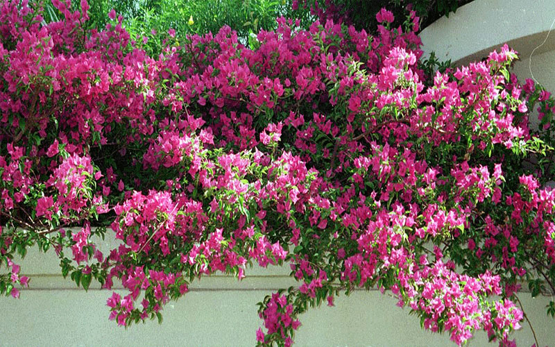 GARDEN CENTER CAPE CORAL and LANDSCAPERS