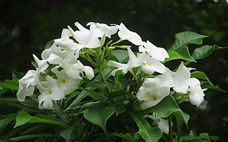 GARDEN CENTER CAPE CORAL and LANDSCAPERS