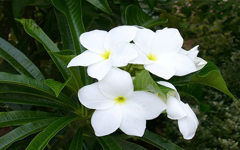 GARDEN CENTER CAPE CORAL and LANDSCAPERS