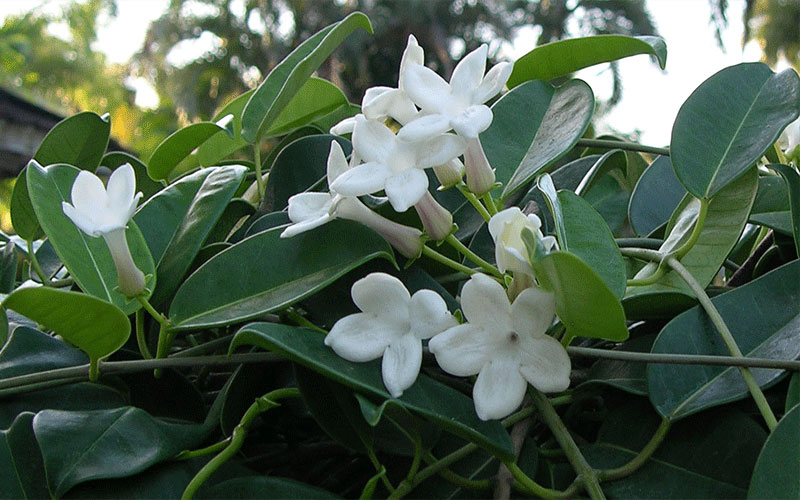 GARDEN CENTER CAPE CORAL and LANDSCAPERS