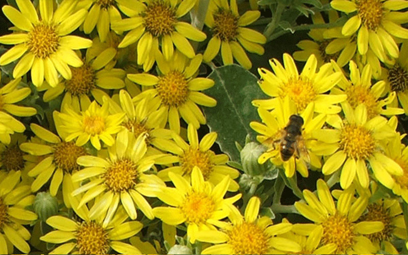 GARDEN CENTER CAPE CORAL and LANDSCAPERS