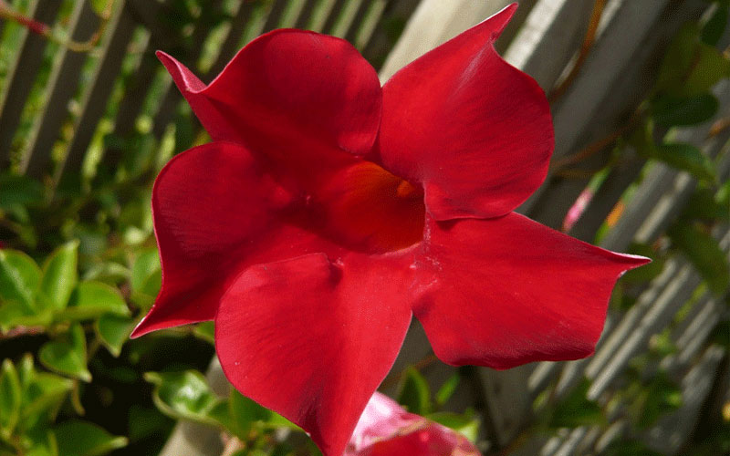 GARDEN CENTER CAPE CORAL and LANDSCAPERS