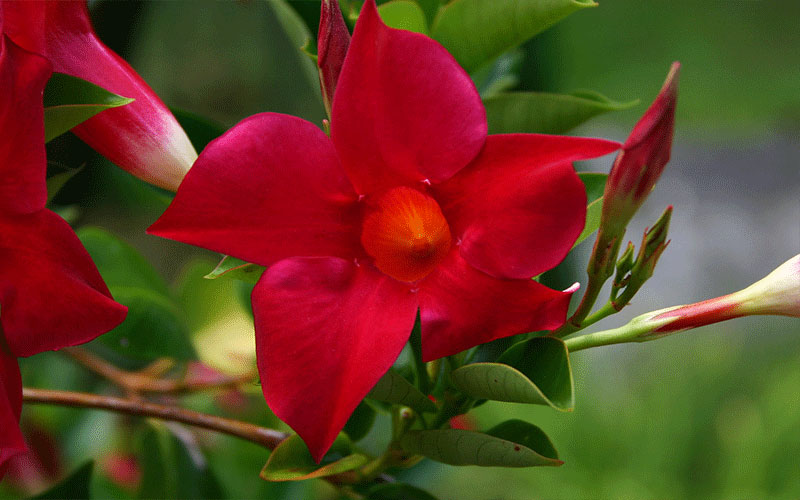 GARDEN CENTER CAPE CORAL and LANDSCAPERS