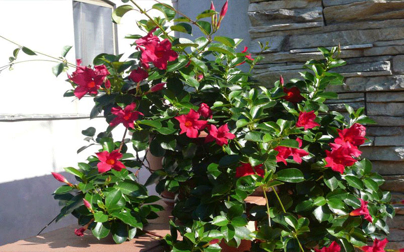GARDEN CENTER CAPE CORAL and LANDSCAPERS