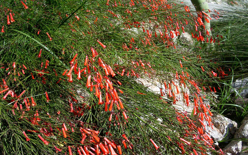GARDEN CENTER CAPE CORAL and LANDSCAPERS