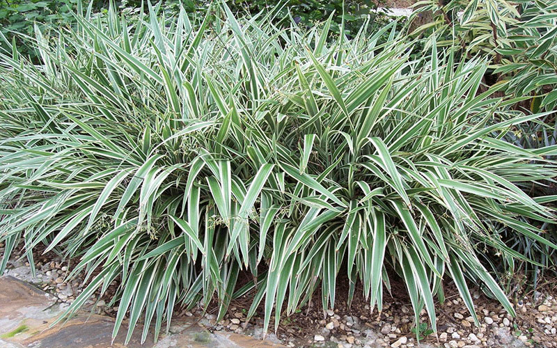 GARDEN CENTER CAPE CORAL and LANDSCAPERS