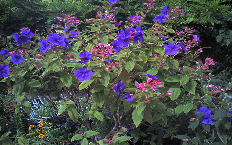 GARDEN CENTER CAPE CORAL and LANDSCAPERS