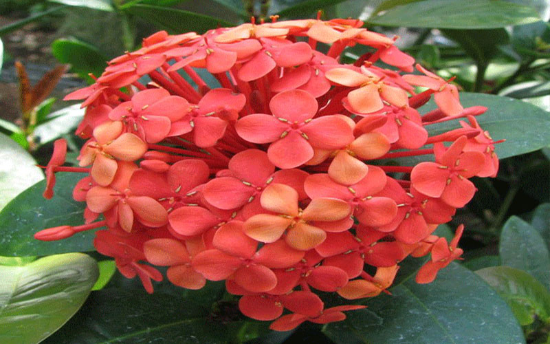 GARDEN CENTER CAPE CORAL and LANDSCAPERS