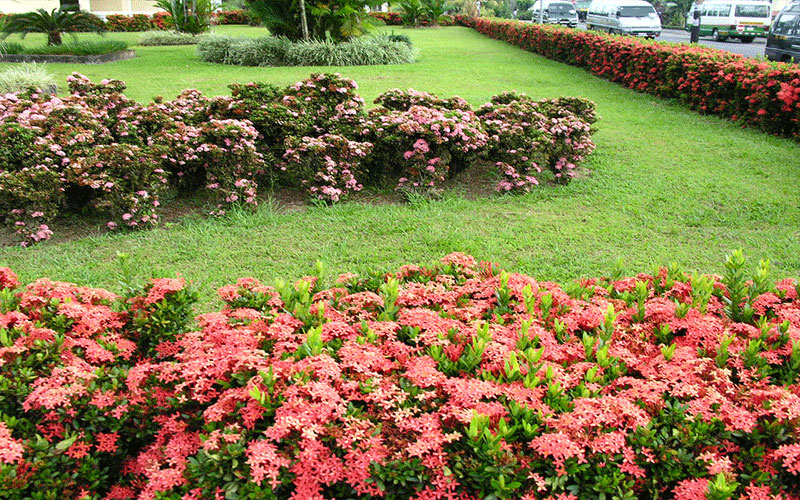GARDEN CENTER CAPE CORAL and LANDSCAPERS