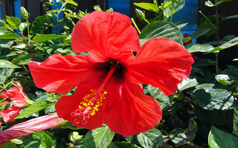GARDEN CENTER CAPE CORAL and LANDSCAPERS