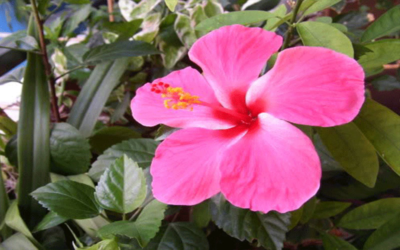 GARDEN CENTER CAPE CORAL and LANDSCAPERS