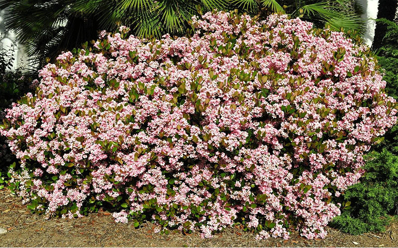GARDEN CENTER CAPE CORAL and LANDSCAPERS