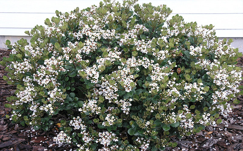 GARDEN CENTER CAPE CORAL and LANDSCAPERS