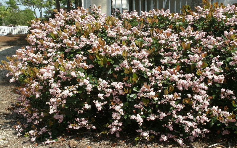 GARDEN CENTER CAPE CORAL and LANDSCAPERS