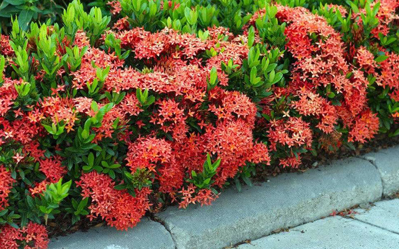GARDEN CENTER CAPE CORAL and LANDSCAPERS