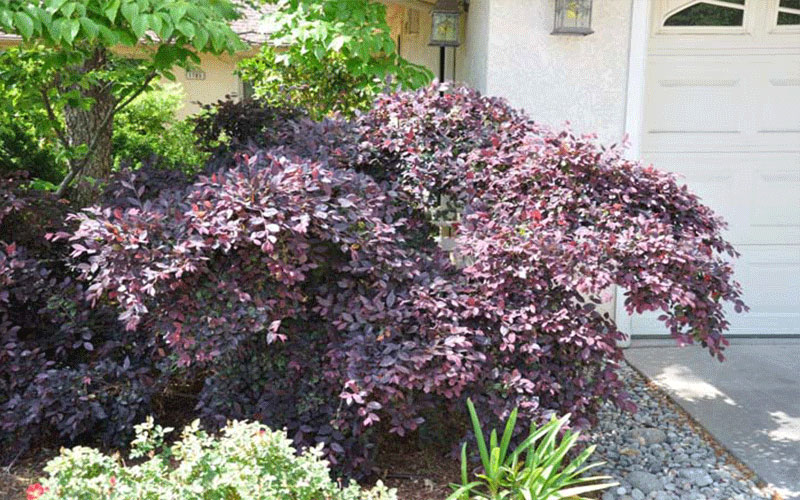 GARDEN CENTER CAPE CORAL and LANDSCAPERS