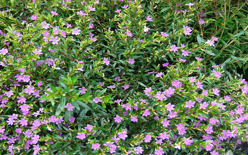 GARDEN CENTER CAPE CORAL and LANDSCAPERS