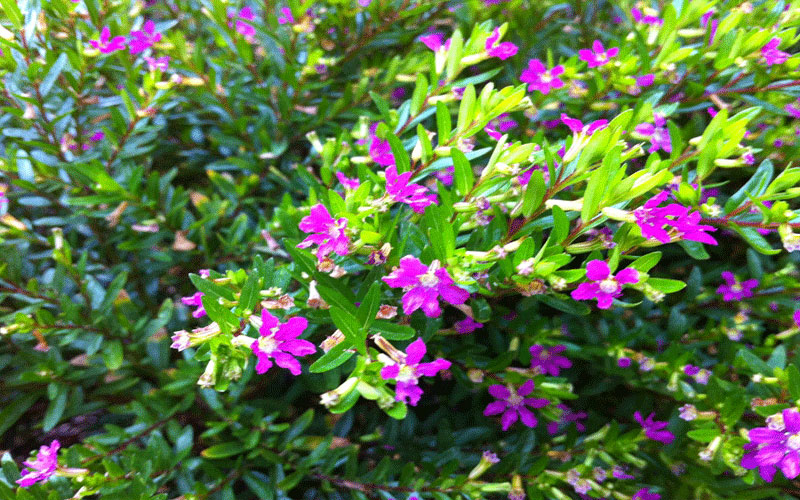GARDEN CENTER CAPE CORAL and LANDSCAPERS
