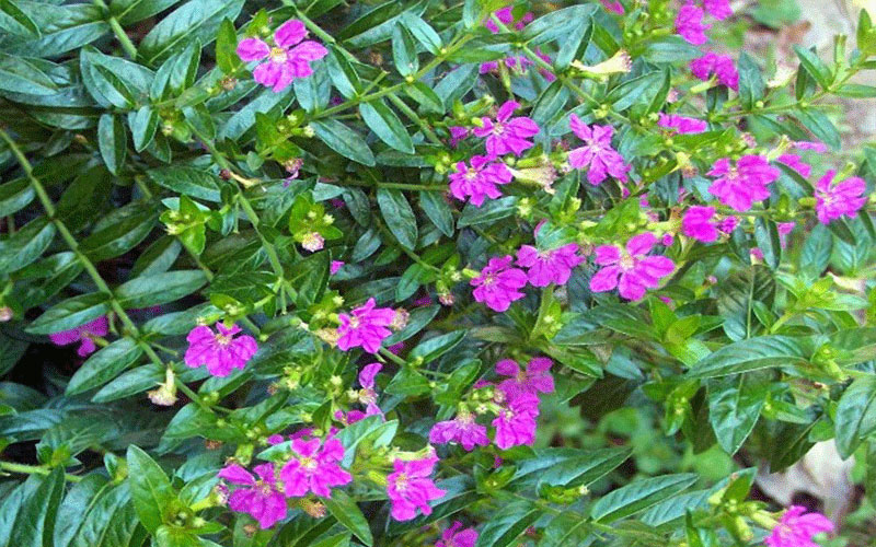 GARDEN CENTER CAPE CORAL and LANDSCAPERS