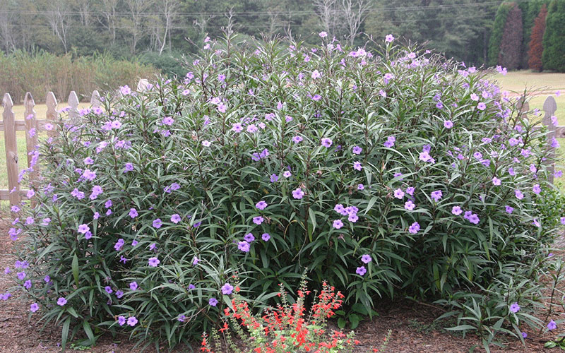 GARDEN CENTER CAPE CORAL and LANDSCAPERS