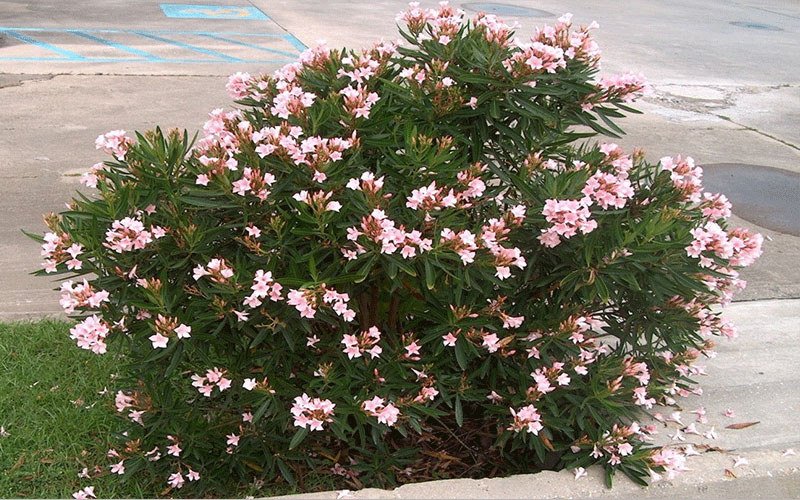 GARDEN CENTER CAPE CORAL and LANDSCAPERS