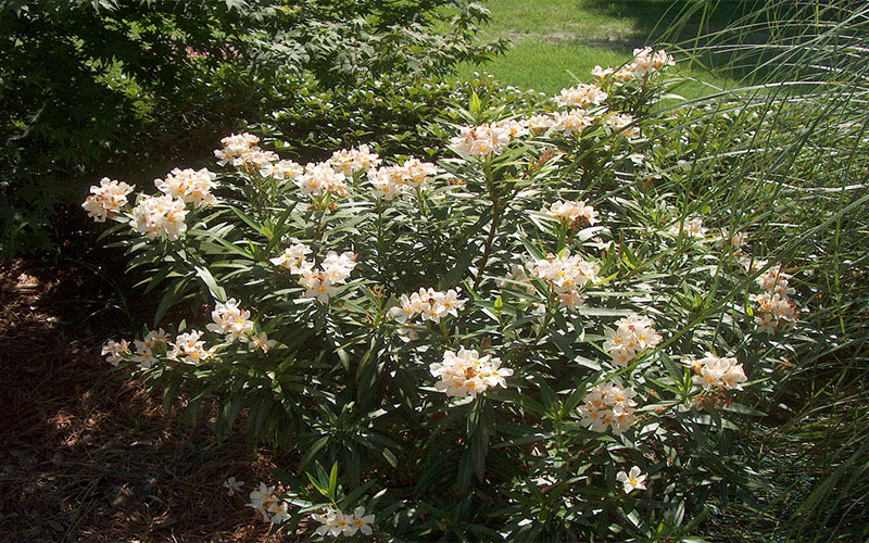 GARDEN CENTER CAPE CORAL and LANDSCAPERS