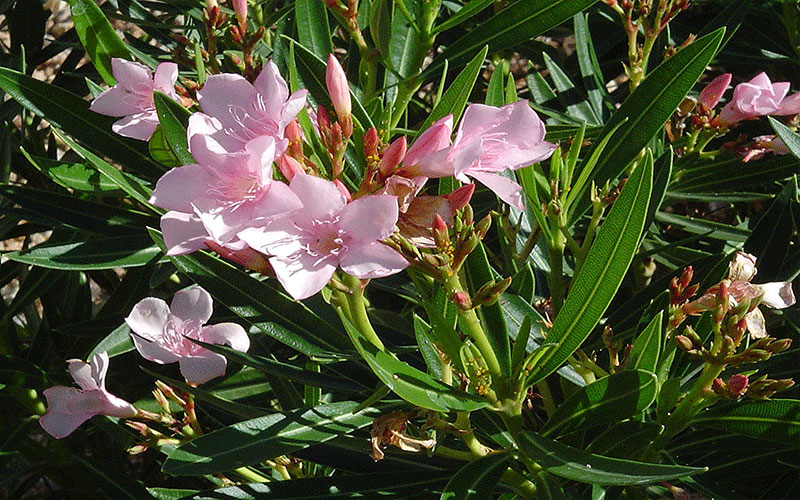 GARDEN CENTER CAPE CORAL and LANDSCAPERS