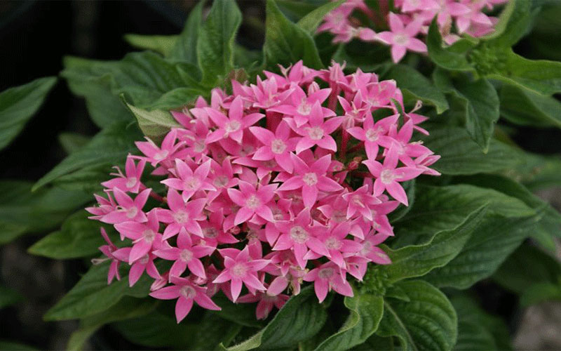 GARDEN CENTER CAPE CORAL and LANDSCAPERS