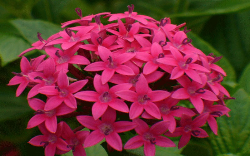 GARDEN CENTER CAPE CORAL and LANDSCAPERS