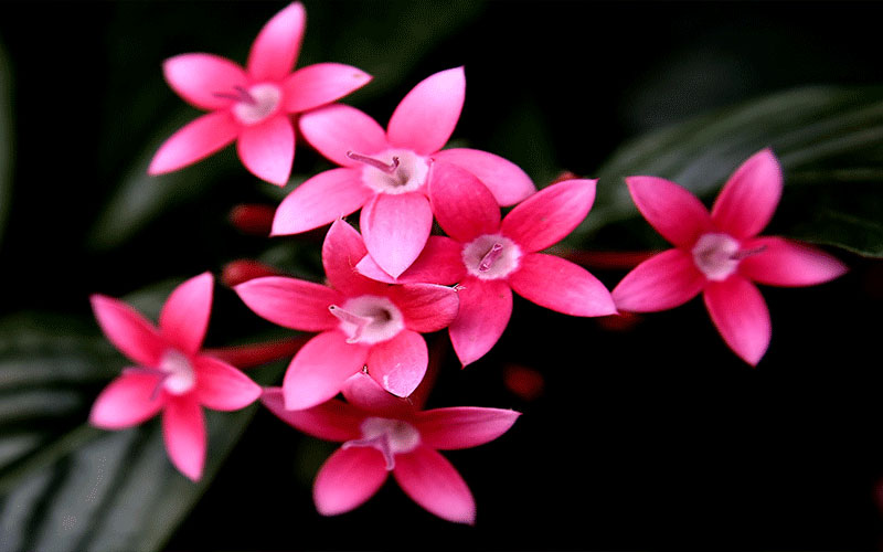 GARDEN CENTER CAPE CORAL and LANDSCAPERS