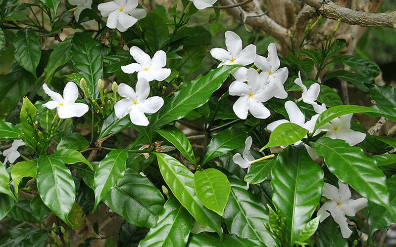 GARDEN CENTER CAPE CORAL and LANDSCAPERS